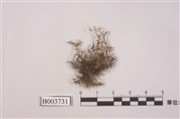 藏品(羽苔屬)的圖片